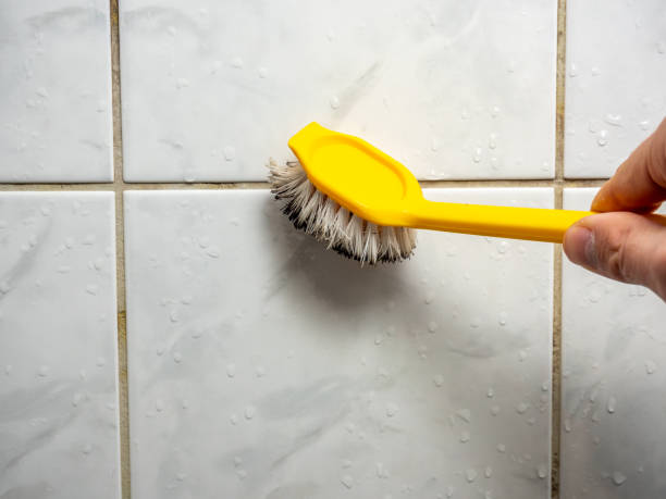 Best Black Mold Remediation in Whitmire, SC