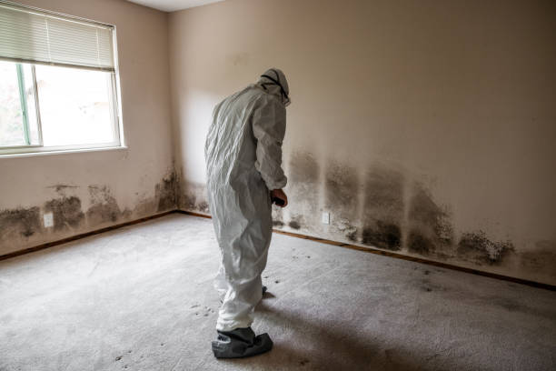 Best Industrial Mold Remediation in Whitmire, SC